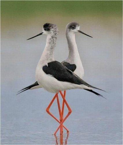 Sevimli dostlar güldürüyor