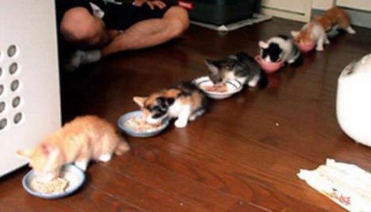 Sevimli dostlar güldürüyor