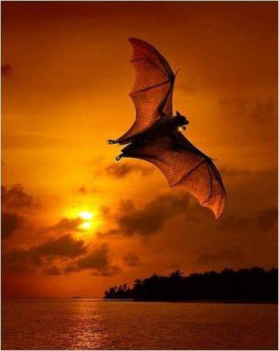 Sevimli dostlar güldürüyor