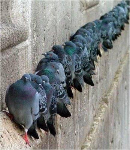 Sevimli dostlar güldürüyor