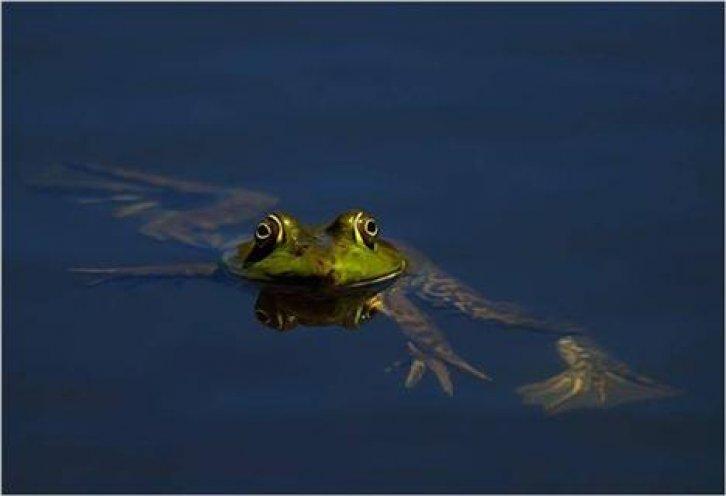 Sevimli dostlar güldürüyor