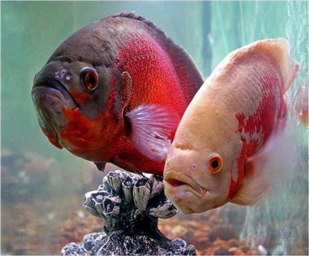 Sevimli dostlar güldürüyor