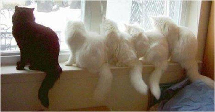 Sevimli dostlar güldürüyor