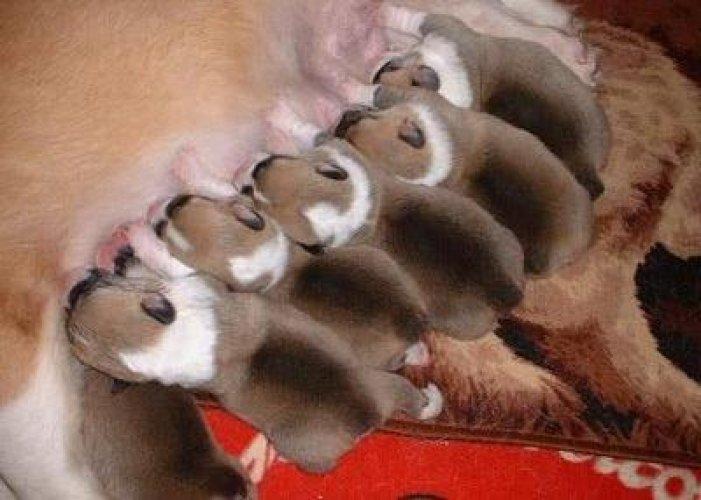 Sevimli dostlar güldürüyor