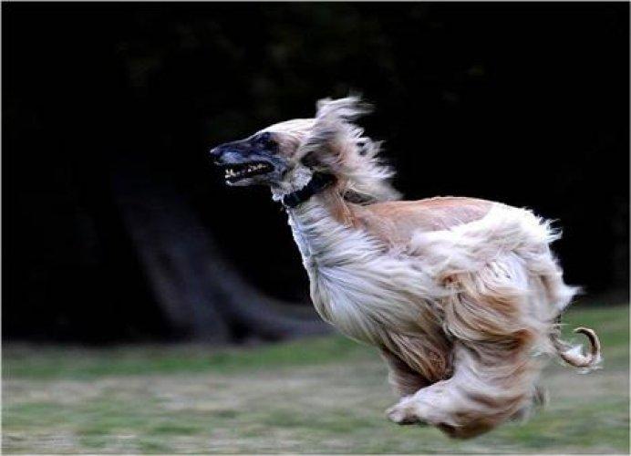 Sevimli dostlar güldürüyor