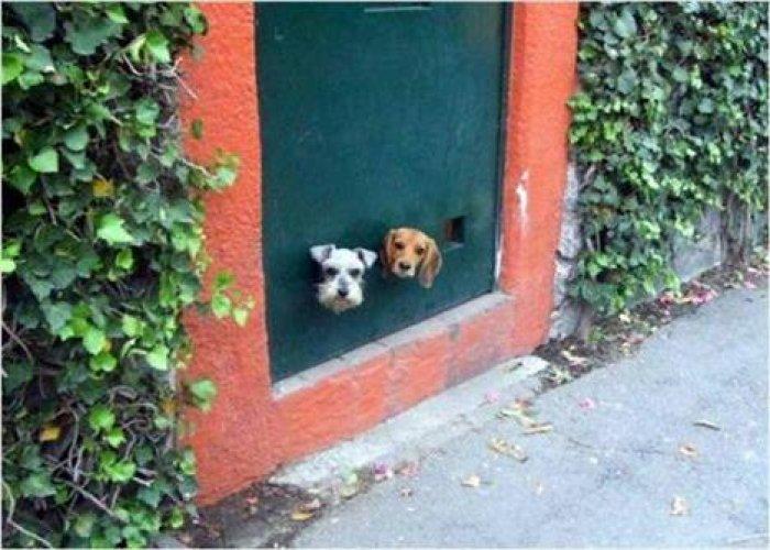 Sevimli dostlar güldürüyor