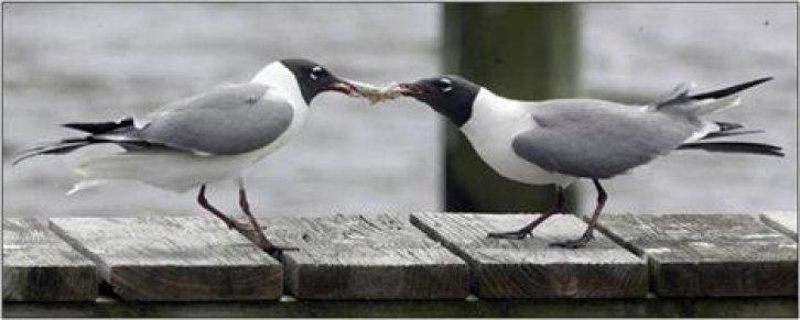 Sevimli dostlar güldürüyor