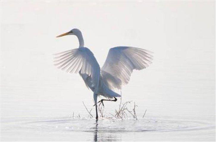 Sevimli dostlar güldürüyor