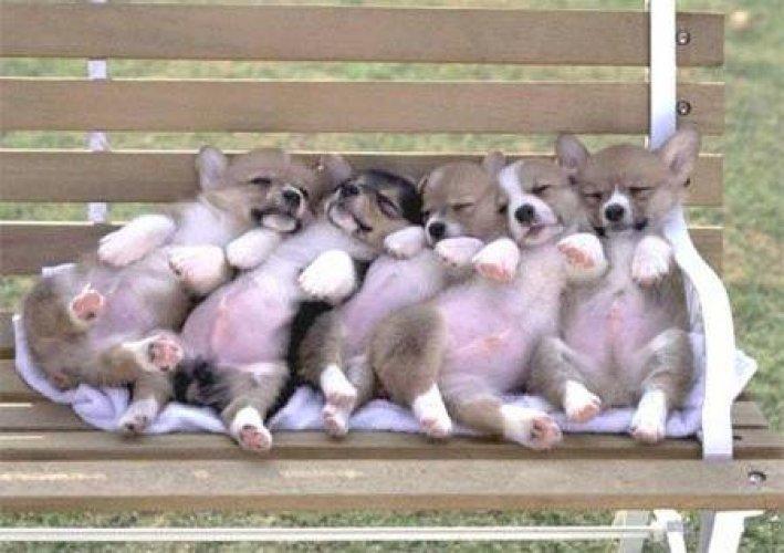 Sevimli dostlar güldürüyor