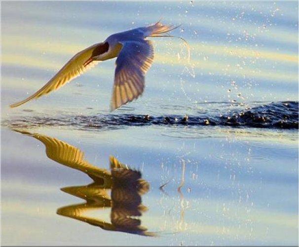 Sevimli dostlar güldürüyor