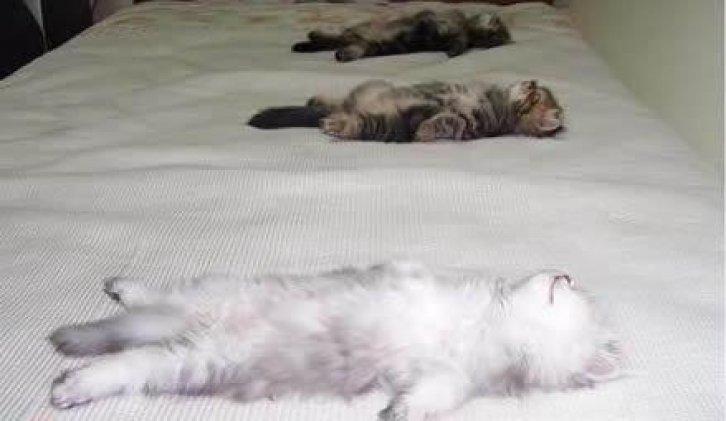 Sevimli dostlar güldürüyor