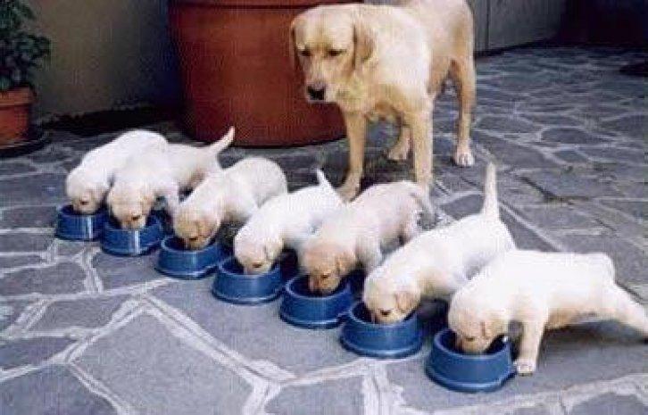 Sevimli dostlar güldürüyor