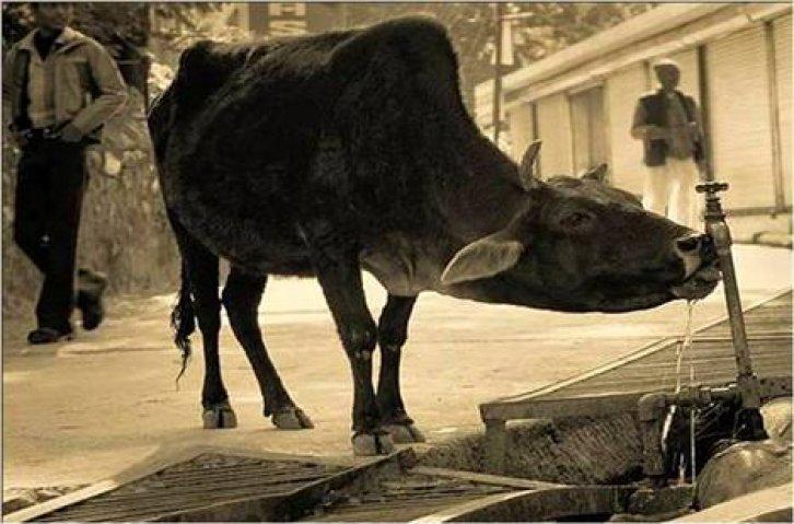 Sevimli dostlar güldürüyor