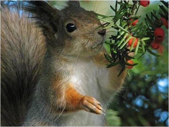 Sevimli dostlar güldürüyor