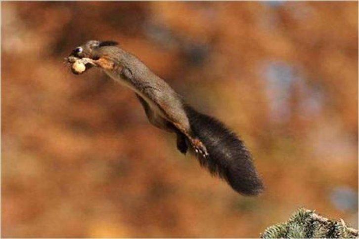 Sevimli dostlar güldürüyor