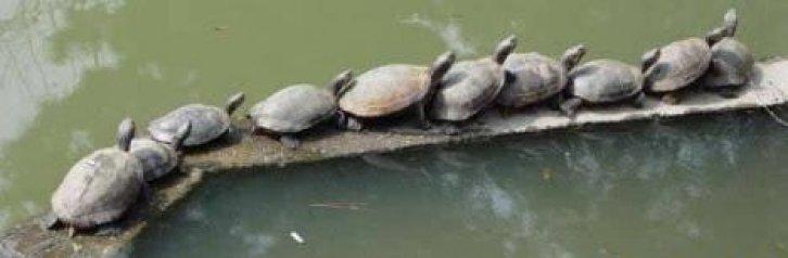 Sevimli dostlar güldürüyor