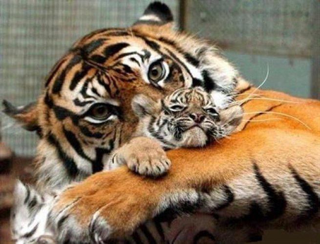 Sevimli dostlar güldürüyor