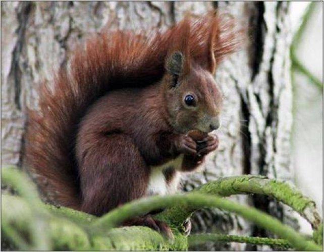 Sevimli dostlar güldürüyor