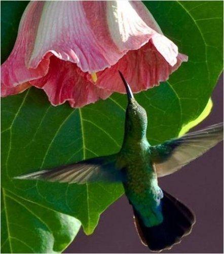 Sevimli dostlar güldürüyor