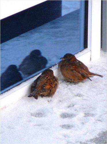 Sevimli dostlar güldürüyor