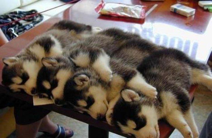 Sevimli dostlar güldürüyor