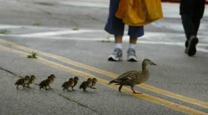 Sevimli dostlar güldürüyor