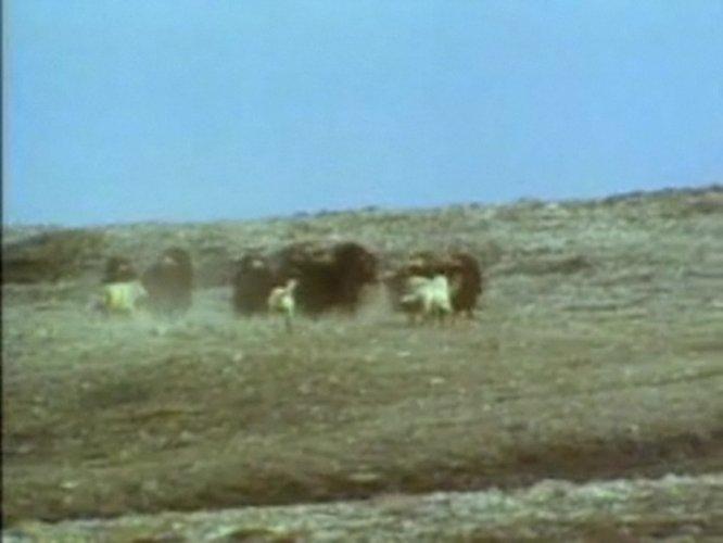 Bizonun kurtlara karşı yaşam mücadelesi - Resim 13