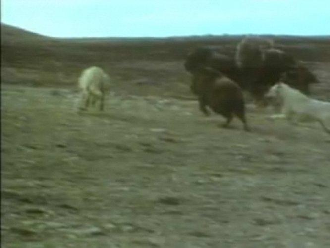 Bizonun kurtlara karşı yaşam mücadelesi - Resim 5