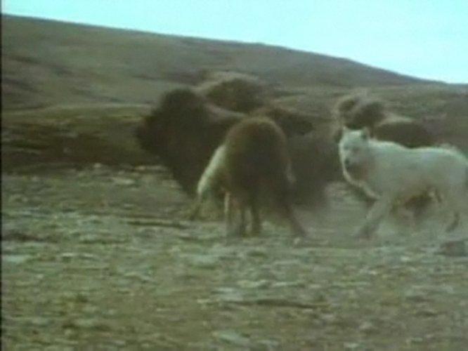 Bizonun kurtlara karşı yaşam mücadelesi - Resim 15