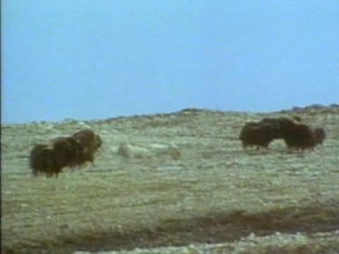 Bizonun kurtlara karşı yaşam mücadelesi - Resim 18