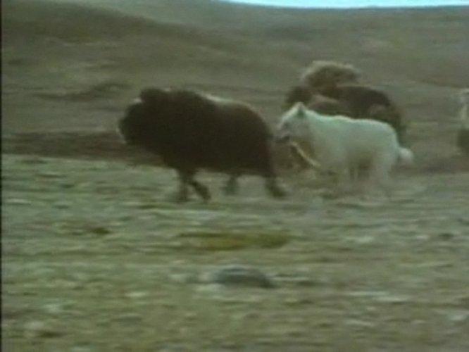 Bizonun kurtlara karşı yaşam mücadelesi - Resim 16