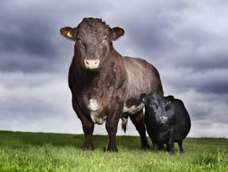  Guinness 2011 Dünya Rekorları - Resim 8