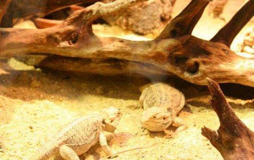 Bazıları çok masum görünür ama...