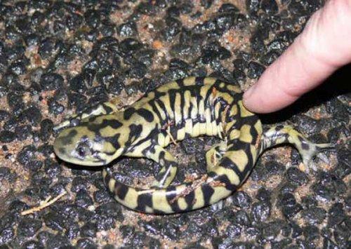 Bazıları çok masum görünür ama...