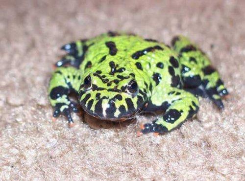 Bazıları çok masum görünür ama...