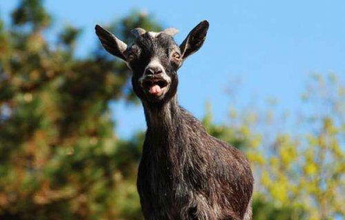 Bazıları çok masum görünür ama...