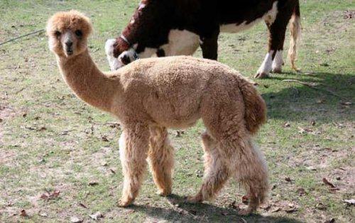 Bazıları çok masum görünür ama...