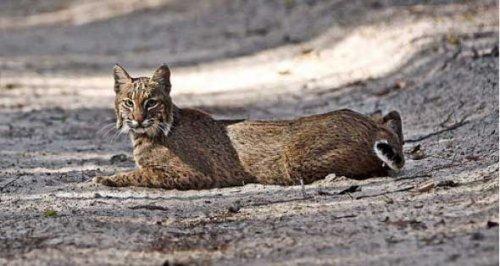 Bazıları çok masum görünür ama...