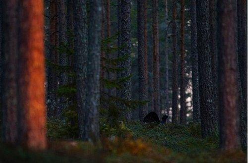 2010'un en vahşi fotoğrafları - Resim 20