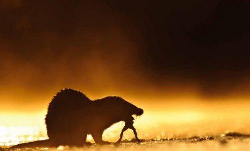 2010'un en vahşi fotoğrafları - Resim 5