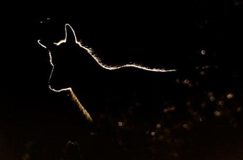 2010'un en vahşi fotoğrafları - Resim 36