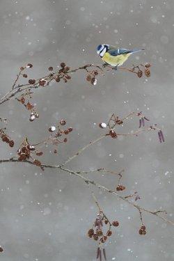 2010'un en vahşi fotoğrafları - Resim 46