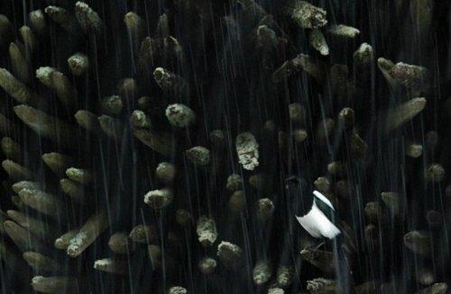 2010'un en vahşi fotoğrafları - Resim 21