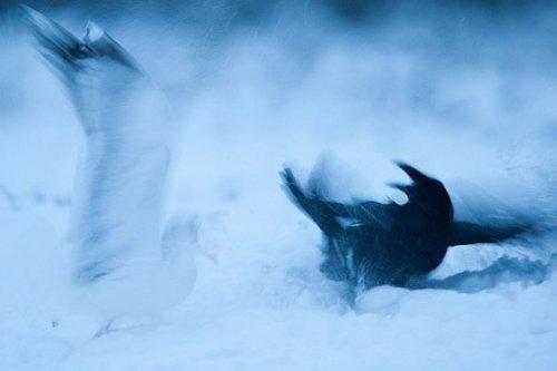 2010'un en vahşi fotoğrafları - Resim 6