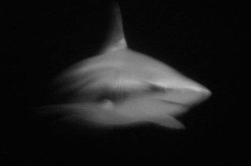 2010'un en vahşi fotoğrafları - Resim 43