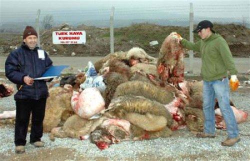 Kurban etiyle ilgili gerçekler