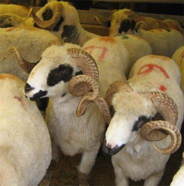 Kurban etiyle ilgili gerçekler