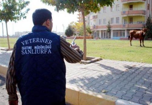 Memleketimden kurban manzaraları - Resim 7