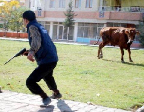 Memleketimden kurban manzaraları - Resim 6