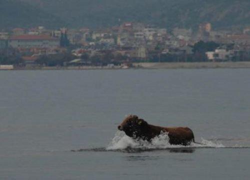 Kurban firarda - Resim 6